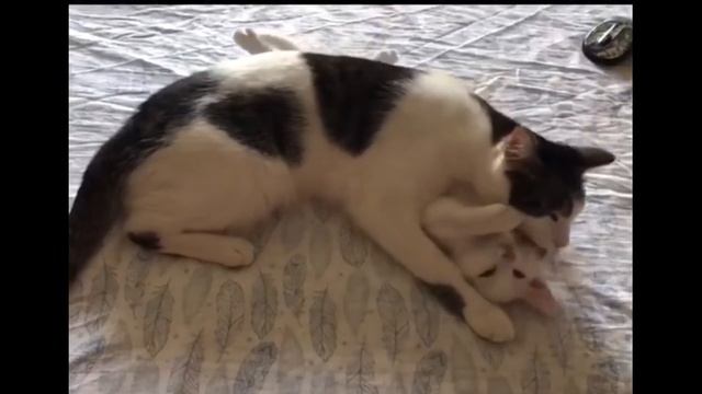 Собака не забудет хозяина, кошка дом смотреть онлайн