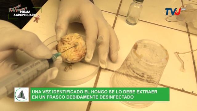 Captura de microorganismos a través del método de trampas de arroz