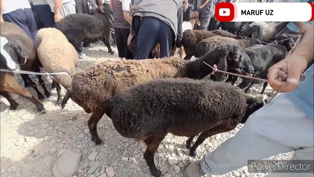 MUZRABOT PETIR MOLBOZORI BOLALI QÓYLAR ECHKILR QO'CHQOR LAR QO'ZICHOQLAR NARXLARI 16.07.2023.YIL