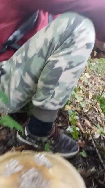 Поганка! Не съедобный гриб! #shorts смотреть онлайн