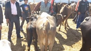 МОЛБОЗОРИ ХОЧИ ШАРИФ. 904580010.  31 мая 2024 г.