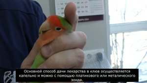 Школа ветврача орнитолога . Как правильно давать лекарственные препараты в клюв попугаю.  27.03.202