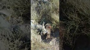 Шакал кырган арландарди комудемиз