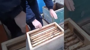 Зимовка пчел