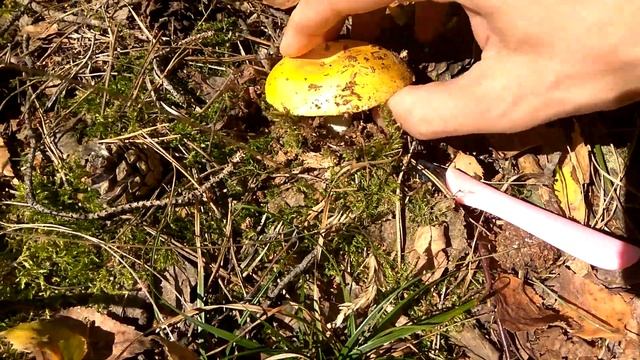 ГРИБ СИРОЇЖКА ЖОВТА. ЛЮБЕШІВ смотреть онлайн