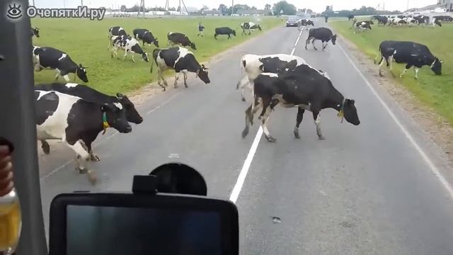 Мозг и как он работает