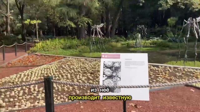 СЪЕДОБНЫЕ КАКТУСЫ МЕКСИКИ! смотреть онлайн