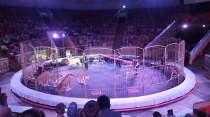 09_07_22_цирк_империя львиц_02