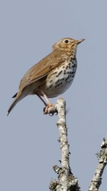 Song Thrush Singing - Nature's Best Songbirds #birdsounds