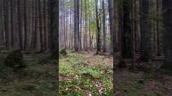 Золото Карпат! Осінній ліс і горна краса!