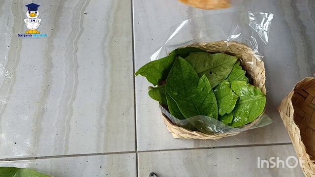 Eksplorasi Trichoderma yang mudah #trichoderma #eksplorasitrichoderma смотреть онлайн