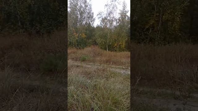 🍄сегодня снова по грибы🍄 смотреть онлайн