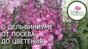 10 секретов выращивания дельфиниума из семян