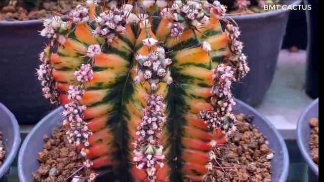 Cách sử dụng trichoderma đúng cho xương rồng đột biến/Xương Rồng BMT #17 смотреть онлайн