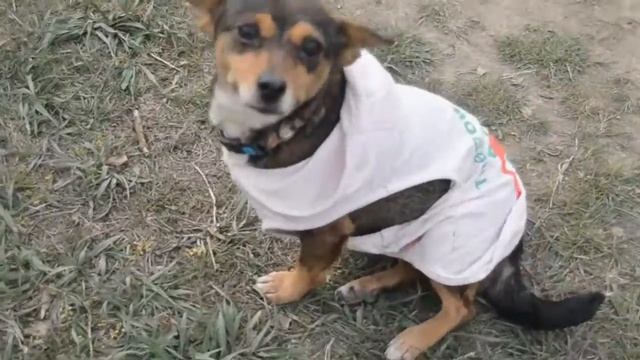 Скарлет на прогулке смотреть онлайн