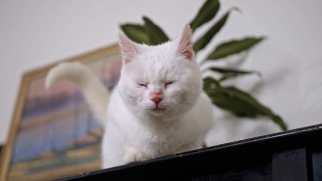 🐱🐭 Revealing the Dark Reality: A Cat's Hidden Pain Unveiled #catlovers #catvideo