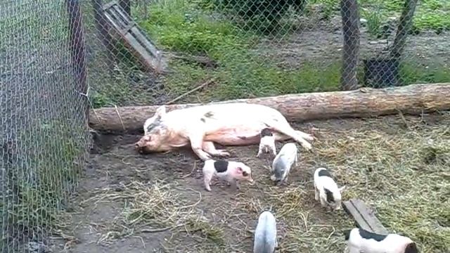 Поросята напали на своего папу смотреть онлайн