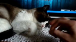 Прикол с умной красивой сиамской кошкой