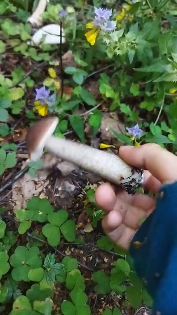 Подберёзовик,как в сказке! #лес #лето #грибы #грибы2023 #природа #mushrooms #shorts #subscribe #вау смотреть онлайн