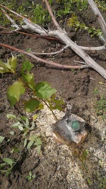 Сажать новый или привить? #персик #shorts смотреть онлайн