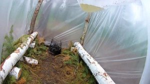 Поход за грибами 1 июня. Тактика сбора грибов сработала.