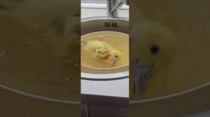 🐥 🦆
