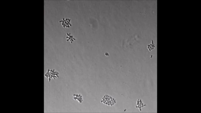 Synthetic gene regulation for independent external induction of the Saccharomyces cerevisiae смотреть онлайн