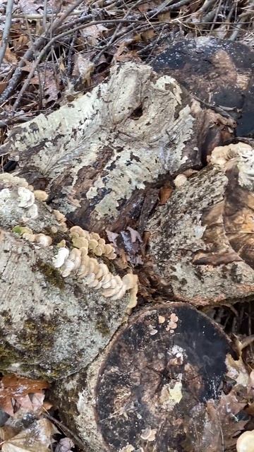 Some green bracket fungi in winter