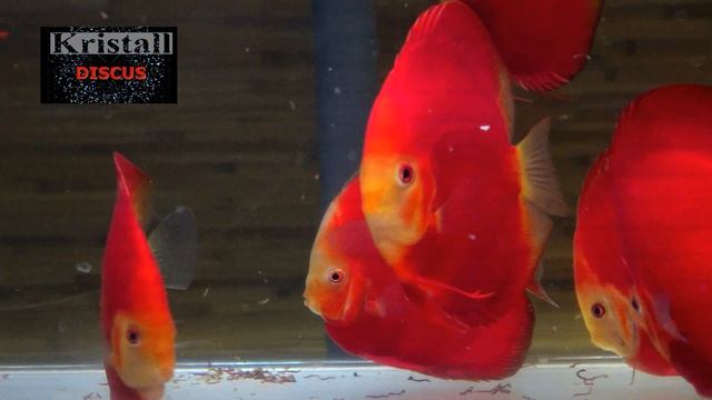 НОВОЕ ПОСТУПЛЕНИЕ ДИСКУСОВ №3 смотреть онлайн