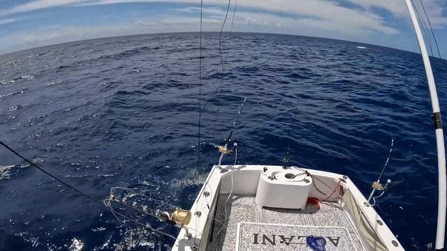 Marlin in Hawaii on a Tiagra 50 with Fishwinch Professional Electric Motor