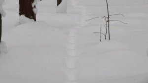 Перепись зверей