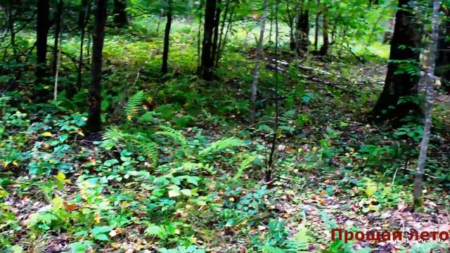 Грибы 2019)) Прощай лето!!! смотреть онлайн