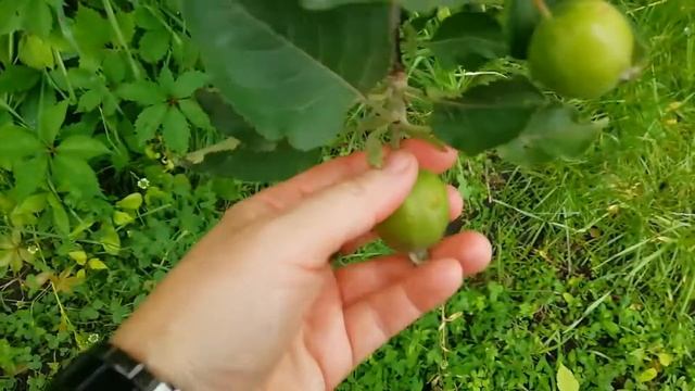 ПОСЛЕДСТВИЯ ГРАДА/ ВОПРОС САДОВОДАМ смотреть онлайн