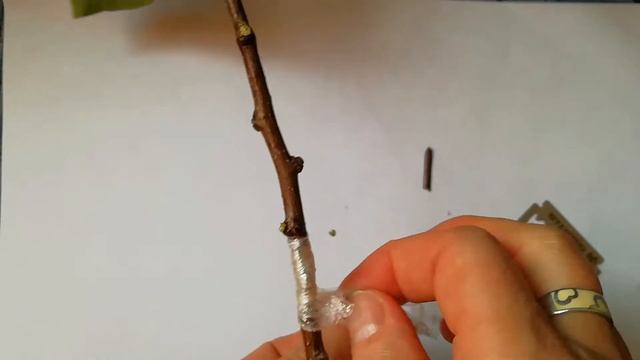 ЭТИМ СПОСОБОМ ВСЕ ОКУЛИРОВКИ (ПРИВИВКА ПОЧКОЙ)ПРИЖИЛИСЬ.РОЗЫ, ЧЕРЕШНЯ, ЯБЛОНЯ, СЛИВА, АБРИКОС, ГРУША смотреть онлайн