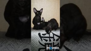 Корниш рекс.