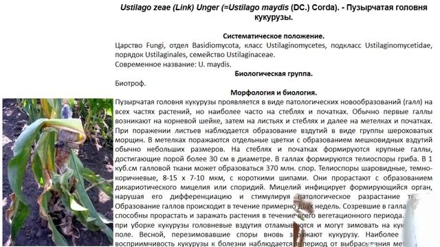 защита растений лекция 2 смотреть онлайн