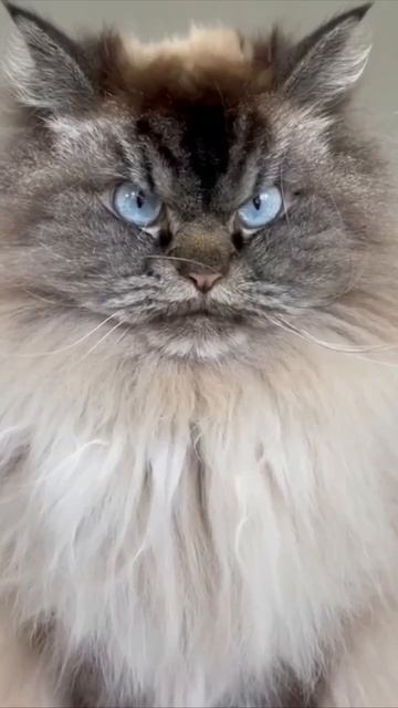 Злой кот
