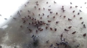 Птицы на льду