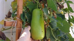 Opo (Calabash Gourd)_Producing Fruits In The Fall