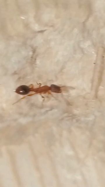 Leptotorax muscorum. Крупным планом жизнь муравьев. #муравьи #красота #колония #муравьинаяферма смотреть онлайн