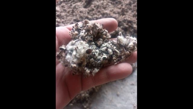 Субстрат для вешенки из шелухи хлопка и ваты. Особенности обработки шелухи известью. Серия 1. смотреть онлайн