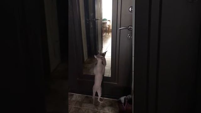 Коты танцуют под грибы тает лёд смотреть онлайн