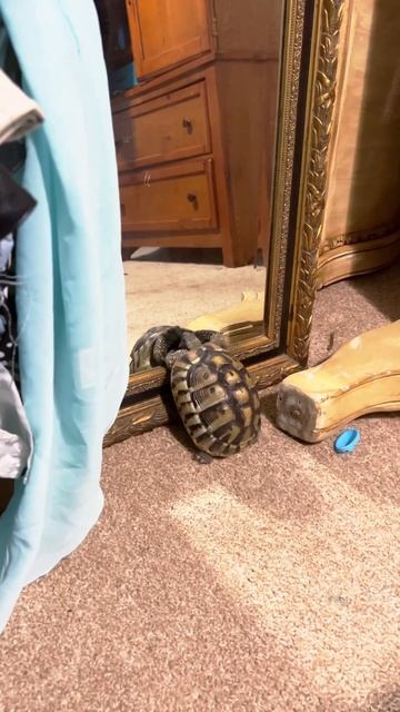 “When You Wrestle With Your Self-Image” | Turtle Tokk #tortoise #turtle #cutepets #turtletokk #boop