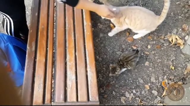 Кипрские коты любят солёные огурцы. Cyprus cats love pickles.