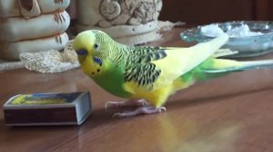 Приколы с папугаями