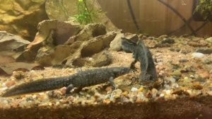 Самец тритона Карелина Triturus Karelinii ухаживает за самкой