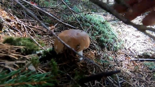 Як на даний час непоганий результат по Білі Гриби в Карпати