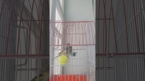 пулгираки исфара