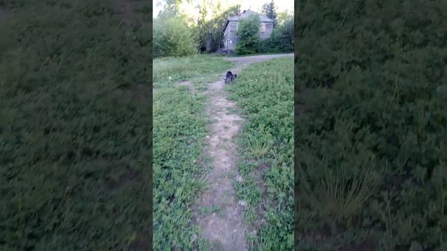 Щенки серого пуделя, ищут мам и пап) смотреть онлайн