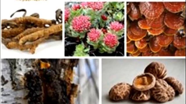 BEPIC Коротко о продукте Мощь в одной капсуле ELEV8 смотреть онлайн